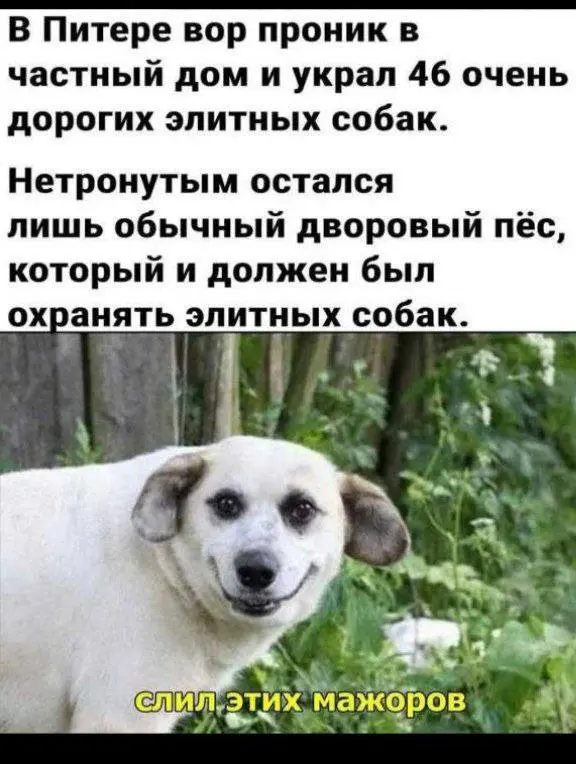 Стайные | Сетка — социальная сеть от hh.ru