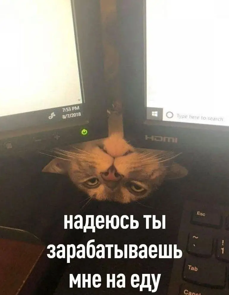 Пушистая причина работать 😂
БЛОГ В ТГ / БЛОГ В MAX
#Юмор #Коты
В этом посте были ссылки, но мы их удалили по правилам Сетки | Сетка — социальная сеть от hh.ru