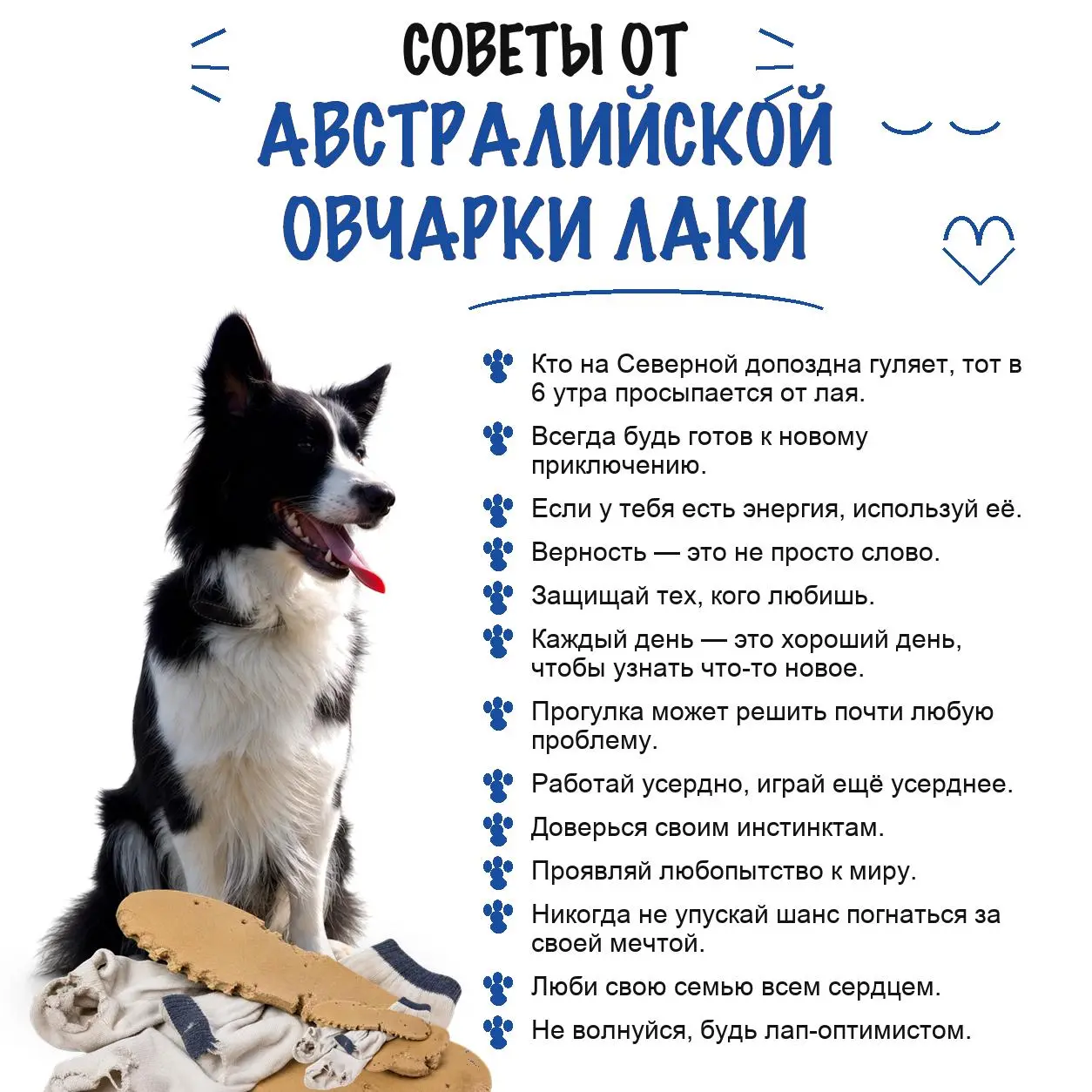 #Ауська - Лаки
Вот вам пару жизненных советов от моей собаки | Сетка — социальная сеть от hh.ru