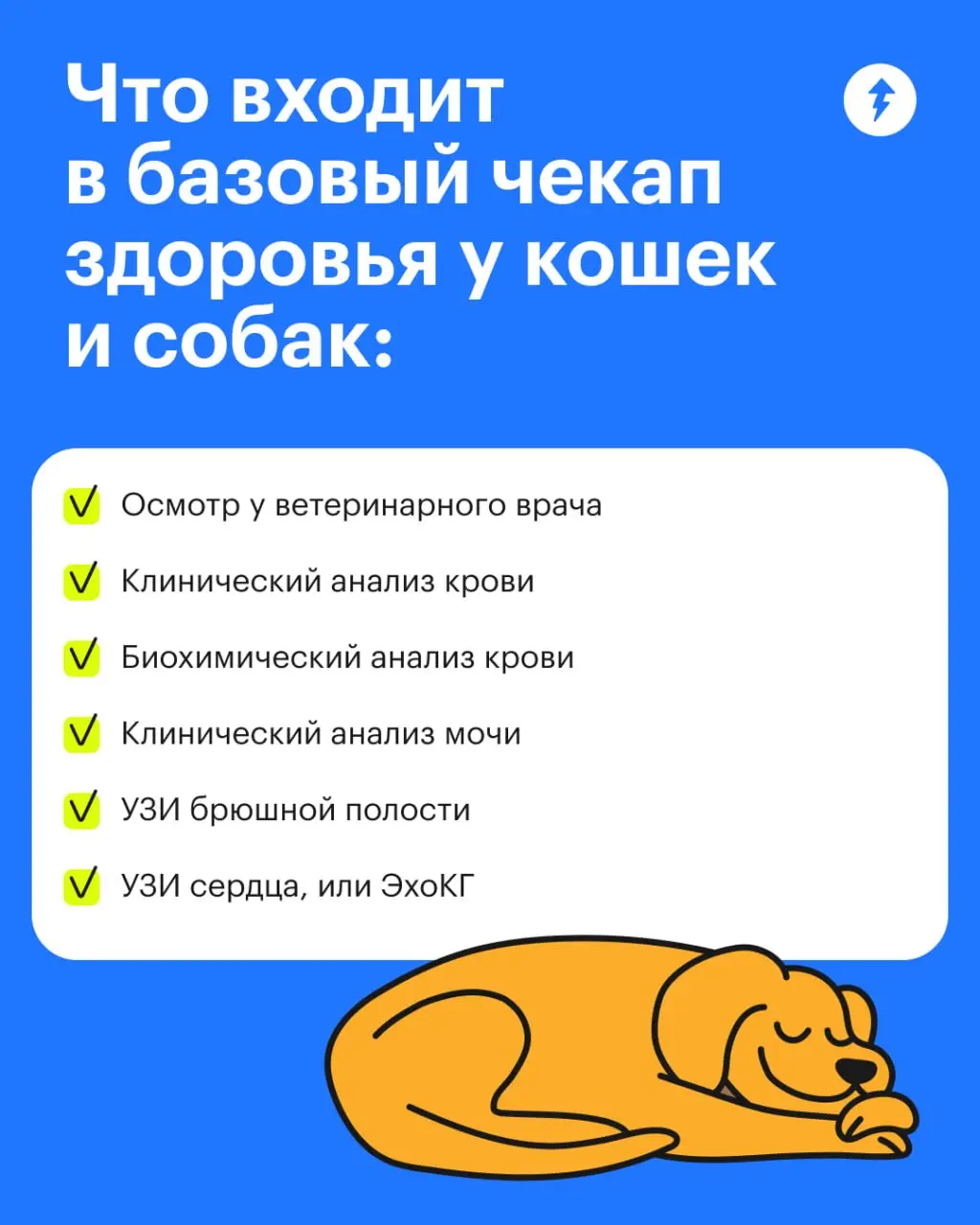🌡 У животных старше семи лет дополнительно измеряют давление и проверяют состояние щитовидной железы | Сетка — социальная сеть от hh.ru