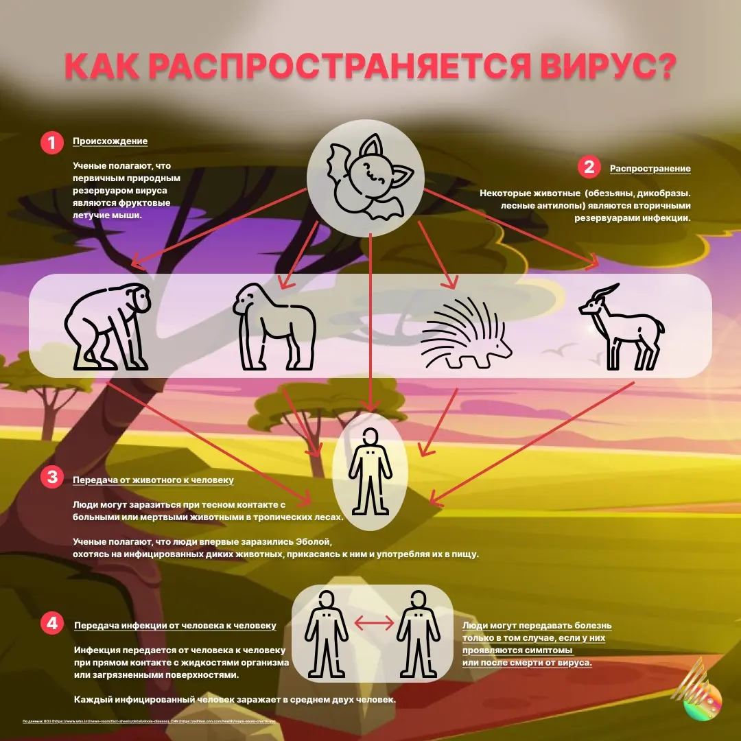 ЭБОЛА: 50 ЛЕТ СПУСТЯ. ПОЧЕМУ ВИРУС ДО СИХ ПОР НЕ ПОБЕЖДЕН? | Сетка — социальная сеть от hh.ru