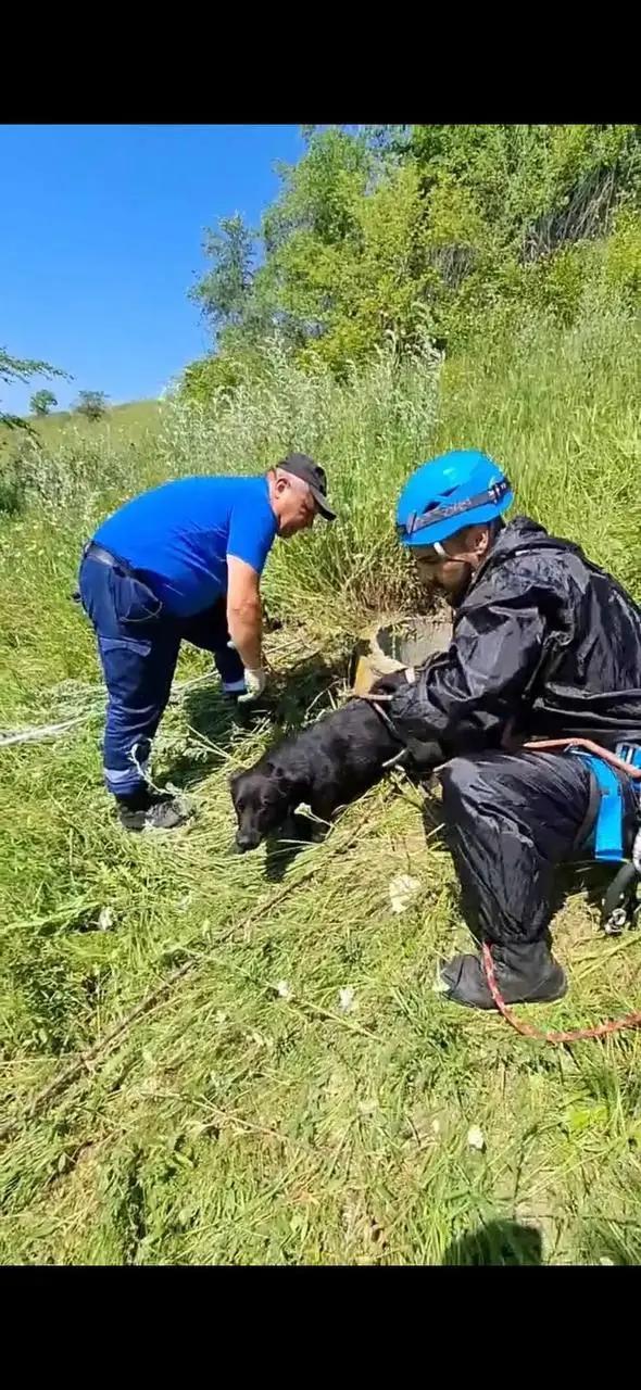 🙏На Новом озере Кисловодска спасатели помогли собаке, провалившейся в открытый колодец
Специалисты оперативно прибыли на место и вызволили животное. К счастью, собака не пострадала | Сетка — социальная сеть от hh.ru