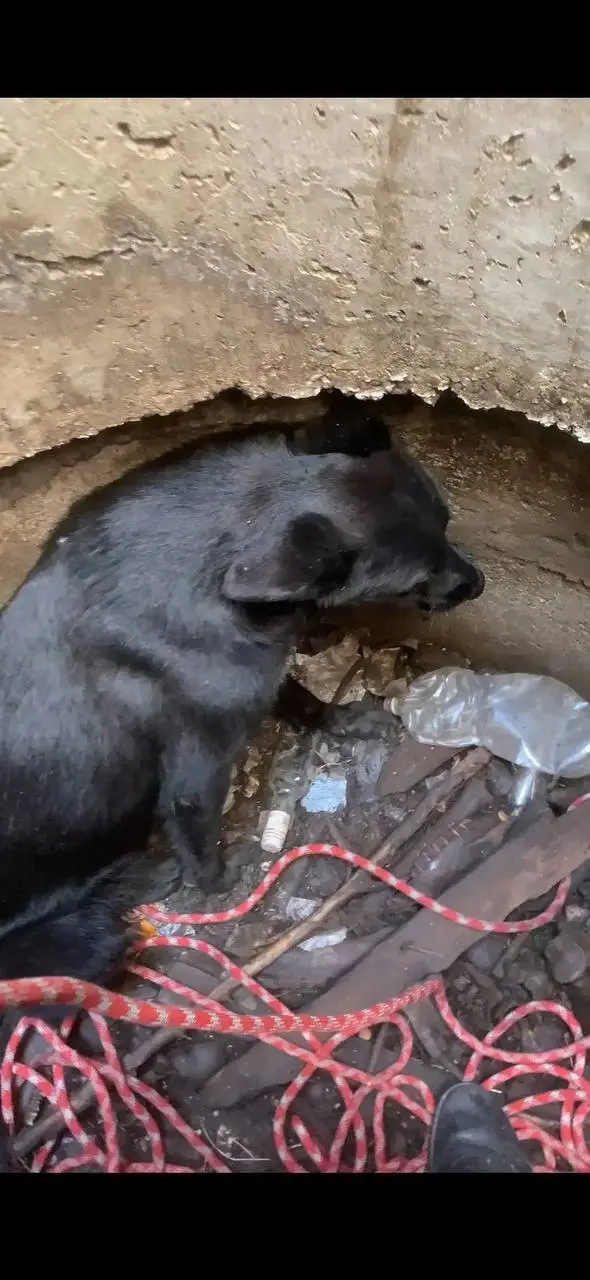 🙏На Новом озере Кисловодска спасатели помогли собаке, провалившейся в открытый колодец
Специалисты оперативно прибыли на место и вызволили животное. К счастью, собака не пострадала | Сетка — социальная сеть от hh.ru