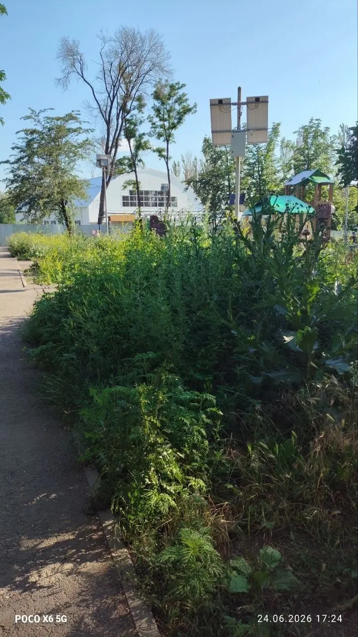 Заросли возле детской площадки в центре Гвардейки. | Сетка — социальная сеть от hh.ru