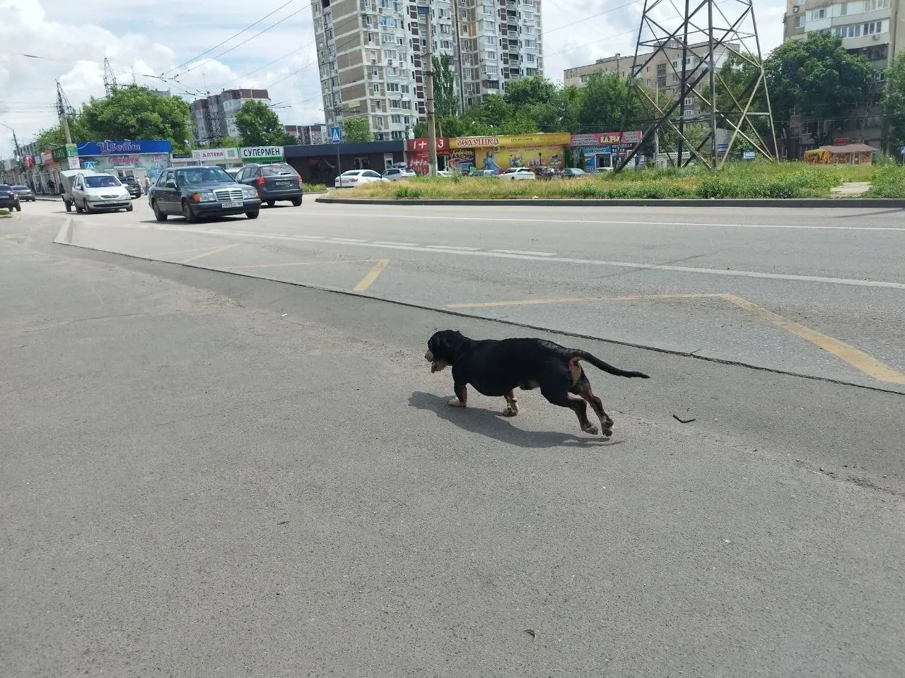 Такса выскочила с 84 автобуса на Донском .Бегает испуганная, кто потерял? | Сетка — социальная сеть от hh.ru