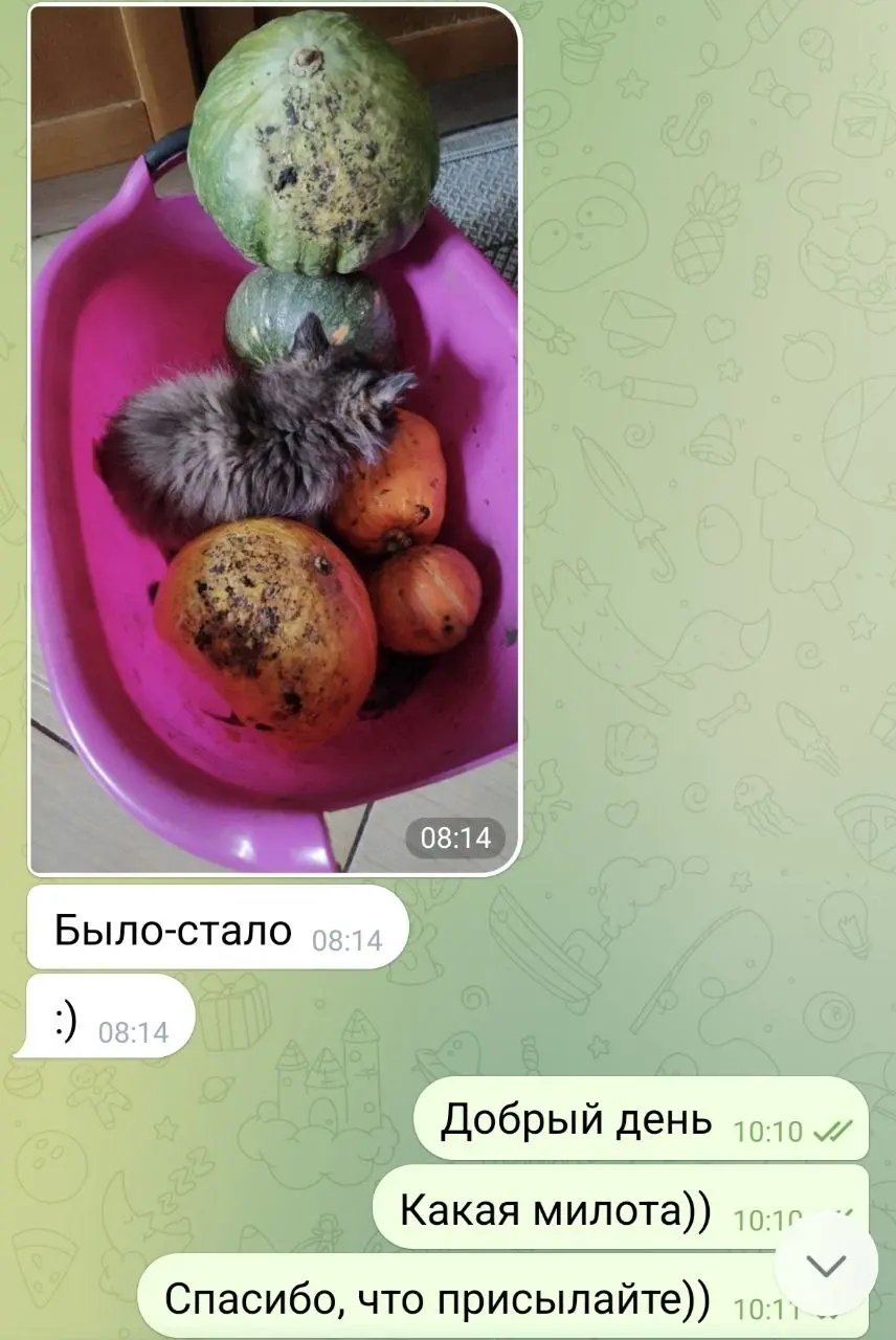 Предыдущий пост про Дусю
Любимый клиент Григорий снова прислал фото Дуси, которую в свое время нашли на помойке и теперь у нее не жизнь, а малина 😍
К тому же у нее дополнительно прекрасная компания: л... | Сетка — социальная сеть от hh.ru