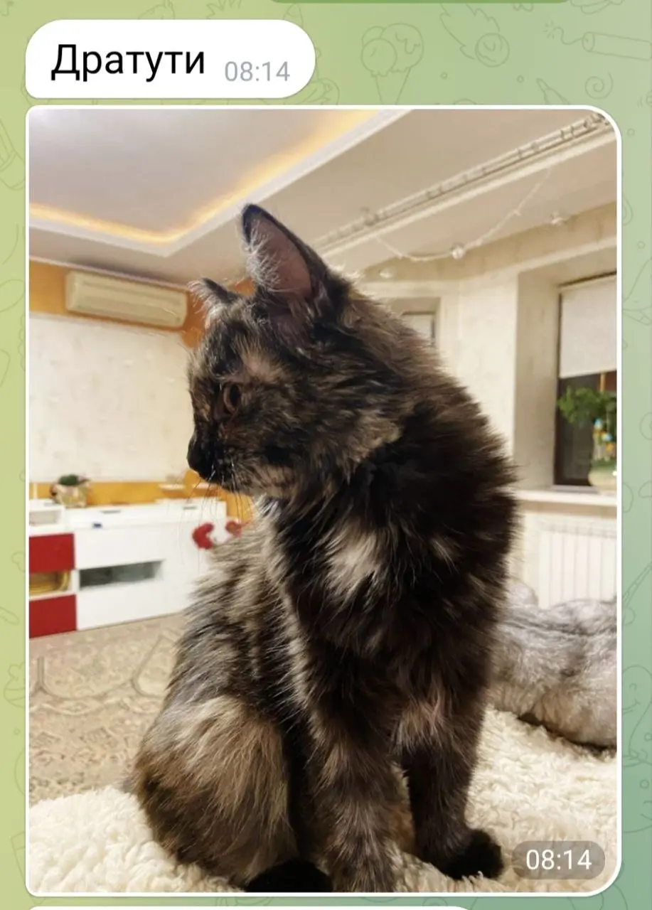 Предыдущий пост про Дусю
Любимый клиент Григорий снова прислал фото Дуси, которую в свое время нашли на помойке и теперь у нее не жизнь, а малина 😍
К тому же у нее дополнительно прекрасная компания: л... | Сетка — социальная сеть от hh.ru
