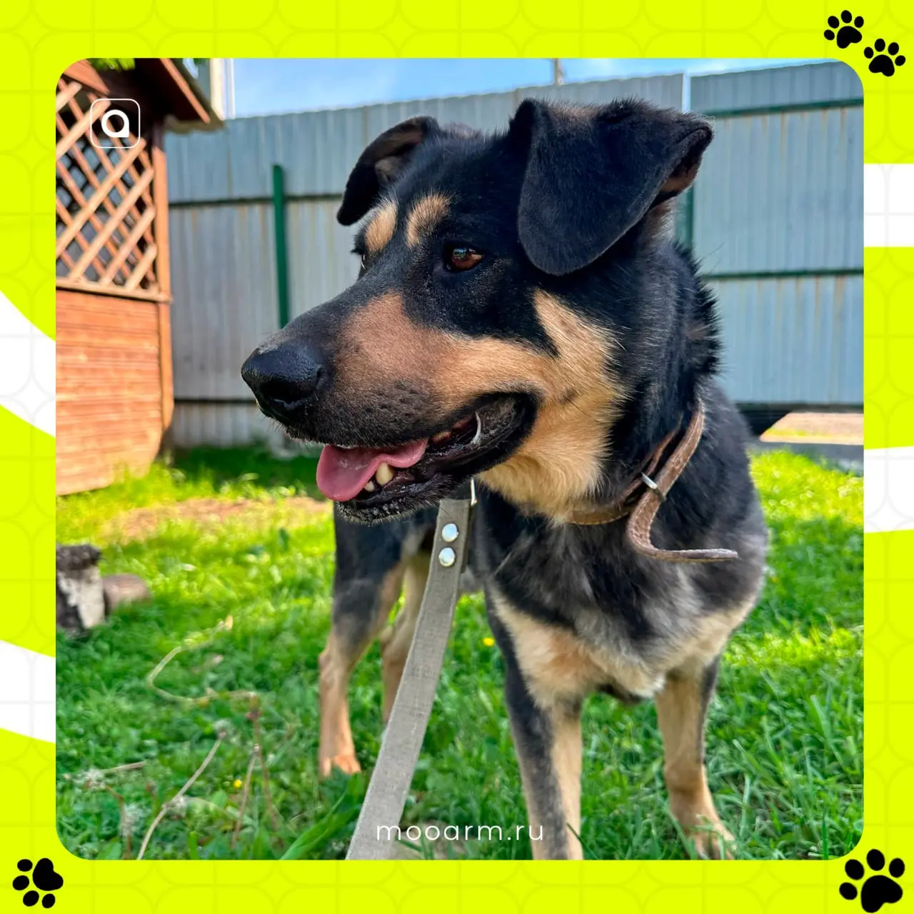 🐾С заботой о каждом
Хотим познакомить вас, дорогие подписчики, с новыми пушистыми членами команды АРМ!
Это шестилетний пёсик Арбат и двухлетняя кошечка Леона из приюта «Зов предков»!
✨Совсем недавно А... | Сетка — социальная сеть от hh.ru