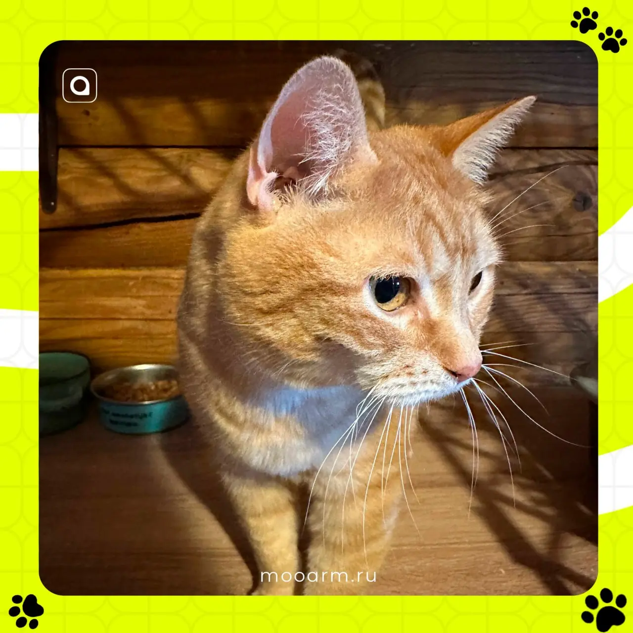🐾С заботой о каждом
Хотим познакомить вас, дорогие подписчики, с новыми пушистыми членами команды АРМ!
Это шестилетний пёсик Арбат и двухлетняя кошечка Леона из приюта «Зов предков»!
✨Совсем недавно А... | Сетка — социальная сеть от hh.ru