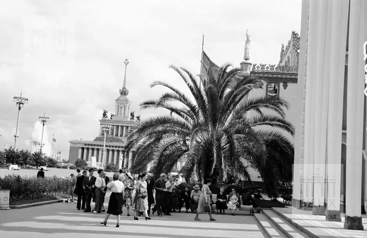 🌴 Пальмы вернулись на ВДНХ спустя почти 90 лет
Этим летом там высадили 10 финиковых пальм — дань историческому облику 1939 года. На зиму они переедут в павильон, чтобы корни не замерзли. | Сетка — социальная сеть от hh.ru