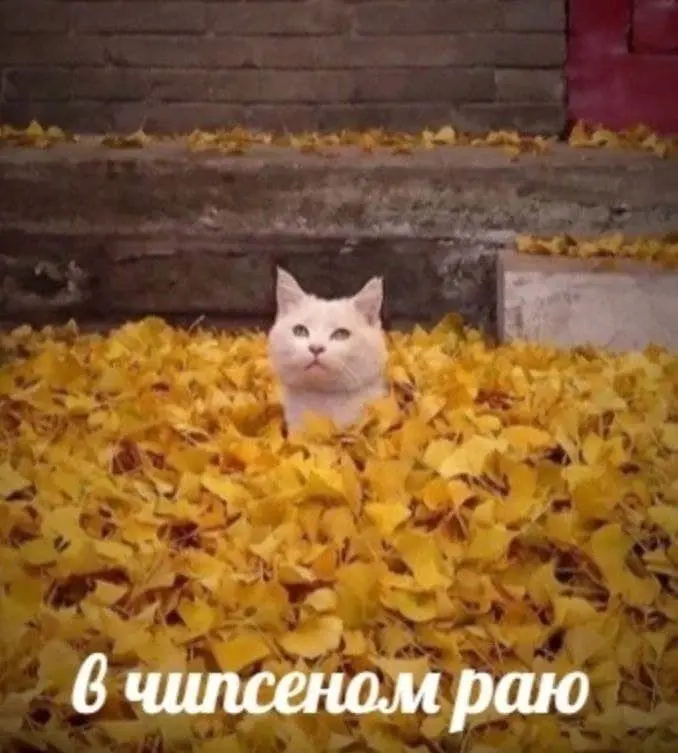 Почему мы переплачиваем за шоколад и чипсики? 🥨 | Сетка — социальная сеть от hh.ru
