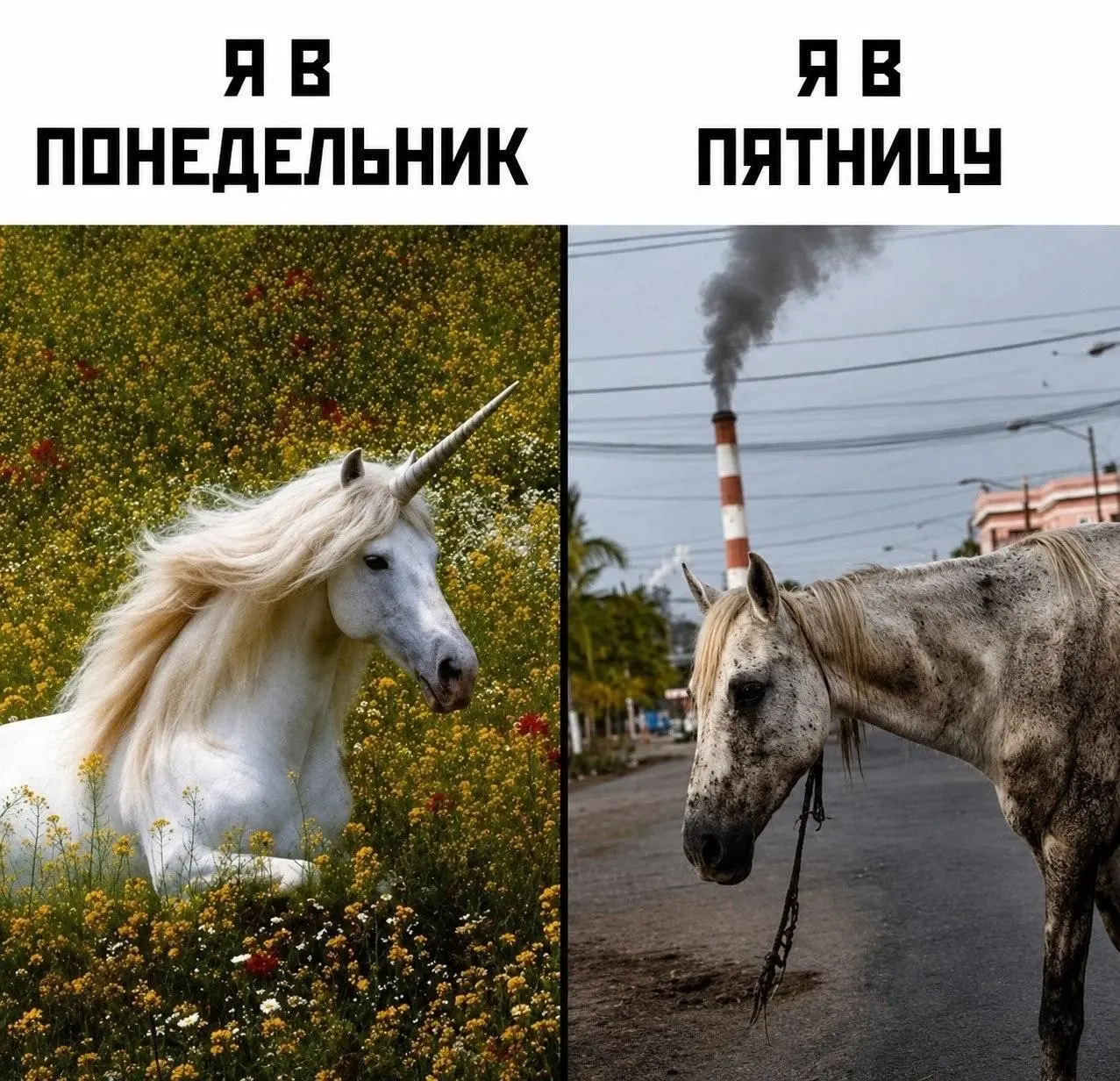 С понедельником | Сетка — социальная сеть от hh.ru