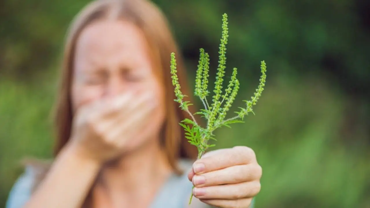Ставропольские дачники, внимание! 🌿
Россельхознадзор предупреждает: амброзия — опасный сорняк и сильный аллерген, пыльца которого распространяется на большие расстояния | Сетка — социальная сеть от hh.ru