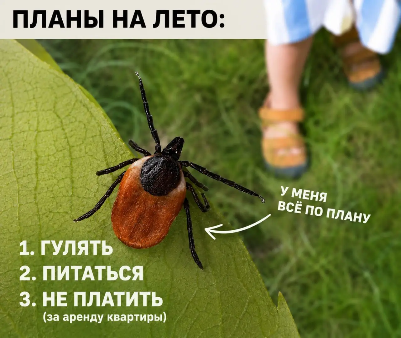 🕷 На Ставрополье с начала года клещи покусали более 3 тысяч человек
За прошедшую неделю в медучреждения края после укусов клещей обратились 267 человек | Сетка — социальная сеть от hh.ru