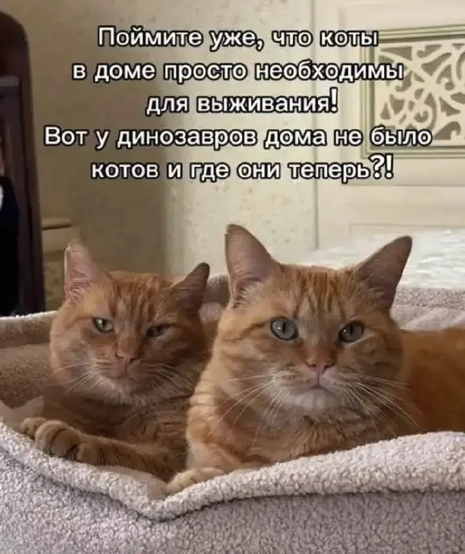 Стоит задуматься 😂
От любимого клиента Максима ❤️
БЛОГ В ТГ / БЛОГ В MAX
#Юмор #Коты
В этом посте были ссылки, но мы их удалили по правилам Сетки | Сетка — социальная сеть от hh.ru