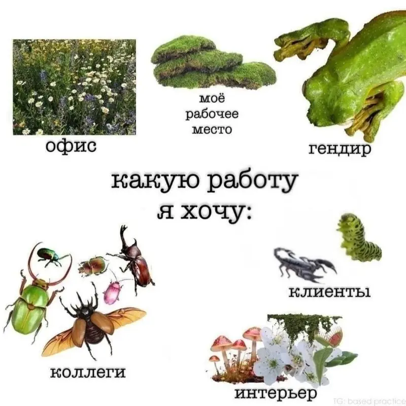 лабубы