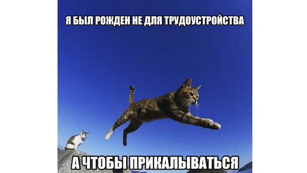 Credo 😂 | Сетка — социальная сеть от hh.ru