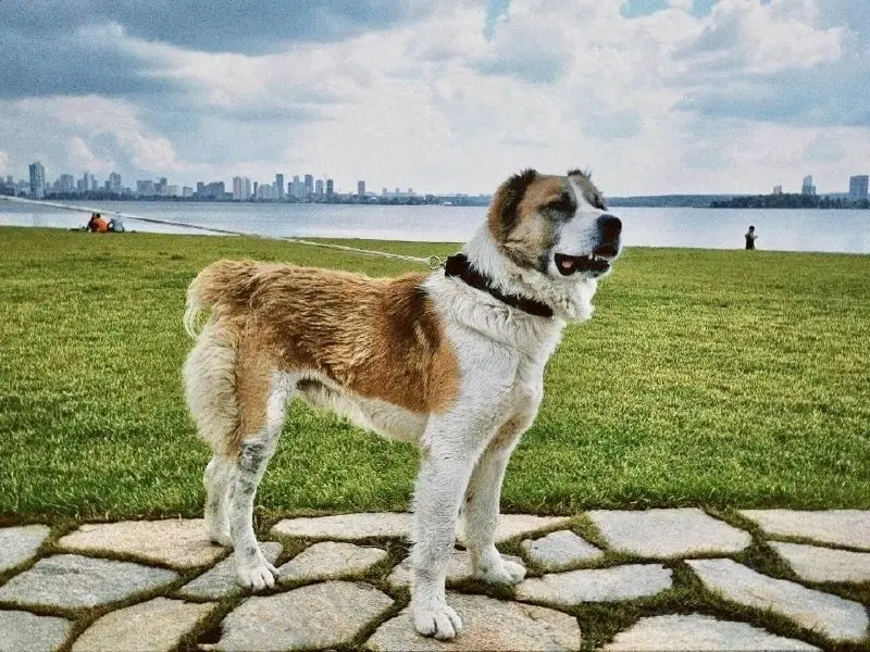 🐕 Друзья, к нам на территорию прибыл пёс-пилигрим в поисках семьи
Путник — молодой и умный пёс с ошейником, предположительно, породы алабай | Сетка — социальная сеть от hh.ru