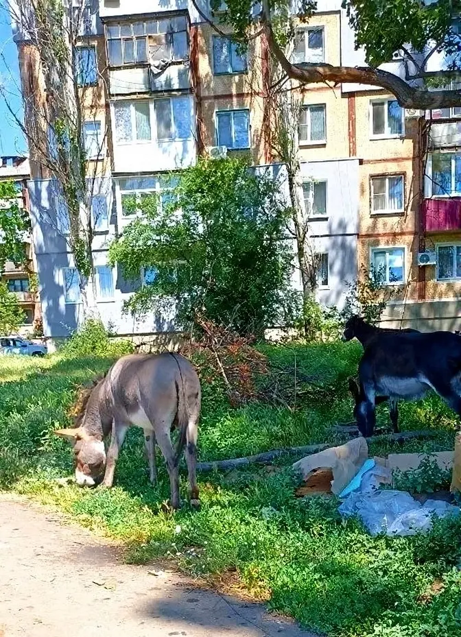 Просто ослики в Торезе | Сетка — социальная сеть от hh.ru