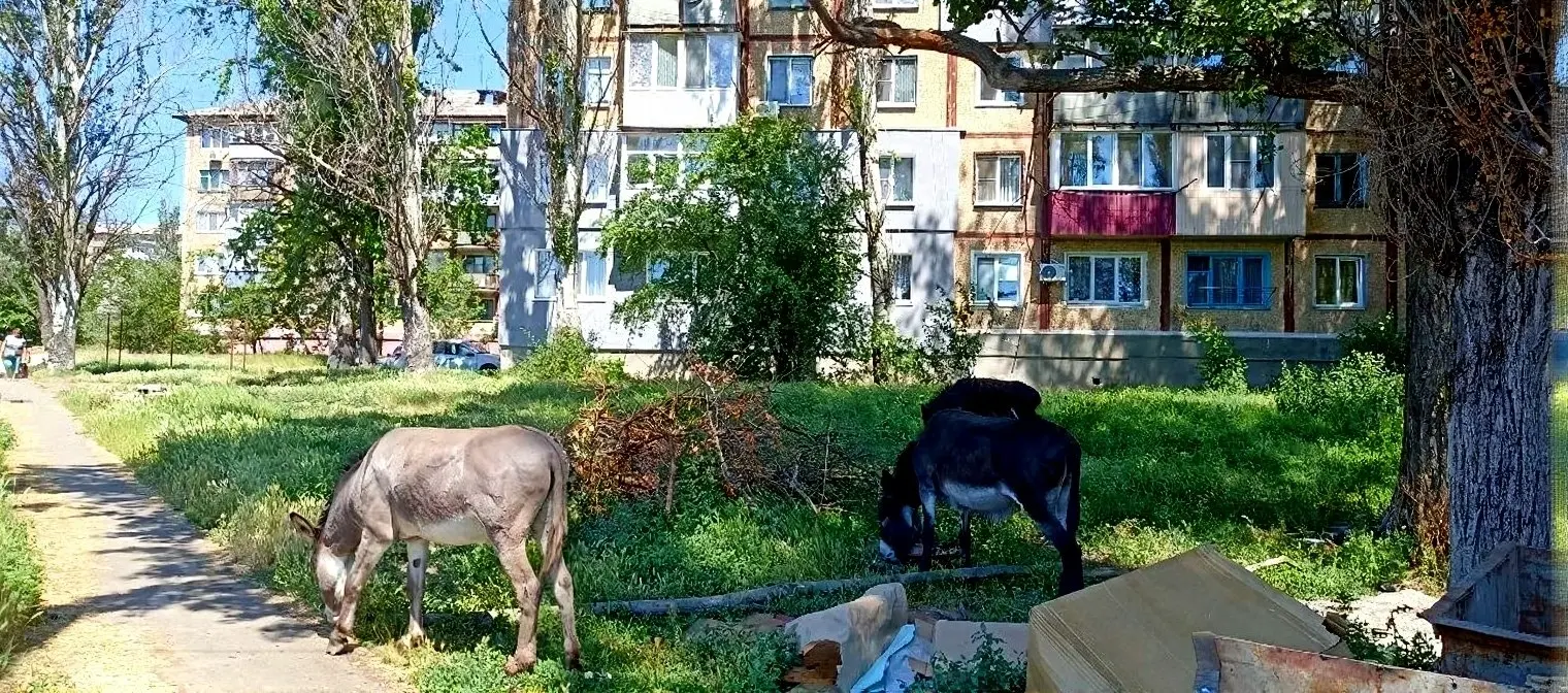Просто ослики в Торезе | Сетка — социальная сеть от hh.ru