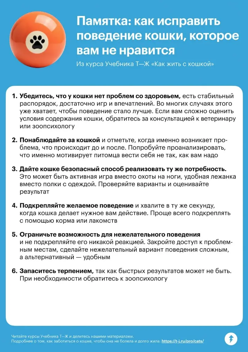— Ты плохо себя ведешь!
✨: Мяу
— Ну ладно, иди сюда, я тебя и так люблю!
В седьмом уроке курса «Как жить с кошкой» мы говорим о том, как наладить поведение кошки и разнообразить ее жизнь с помощью игр... | Сетка — социальная сеть от hh.ru
