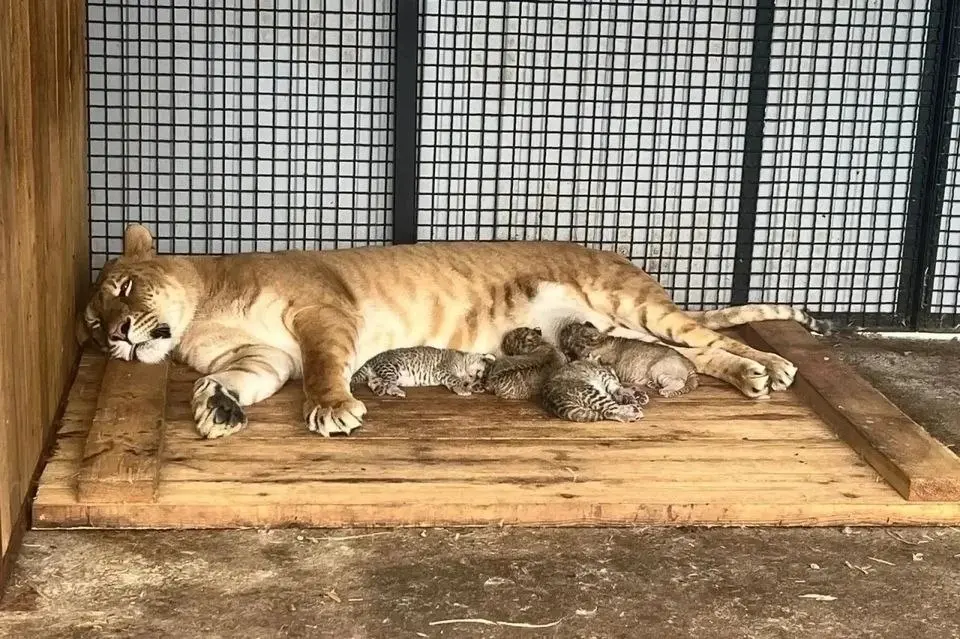 🐯 Впервые в мире! В Карачаево-Черкесии родились сразу пять лилигрят
Уникальное событие произошло в Долине тигров «Архыз» | Сетка — социальная сеть от hh.ru