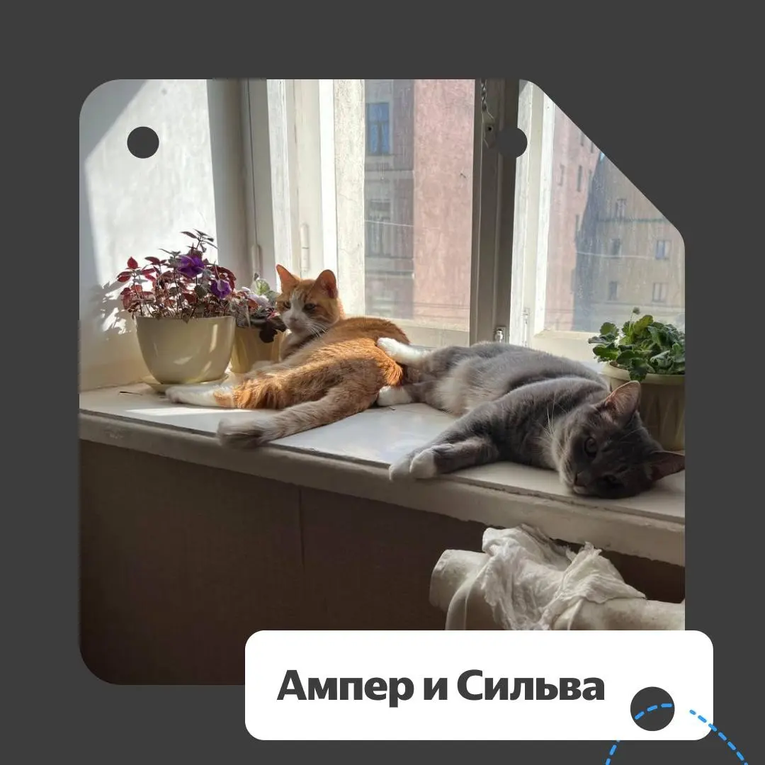 ❔ Спорим, вы тоже отправляете фотки своих питомцев при первой же возможности? Мы — да. У нас для этого целая пятничная традиция есть.
Вот каким кадрам мы умилялись сегодня | Сетка — социальная сеть от hh.ru