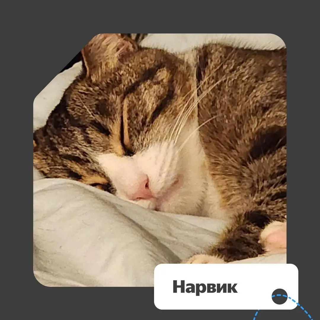 ❔ Спорим, вы тоже отправляете фотки своих питомцев при первой же возможности? Мы — да. У нас для этого целая пятничная традиция есть.
Вот каким кадрам мы умилялись сегодня | Сетка — социальная сеть от hh.ru