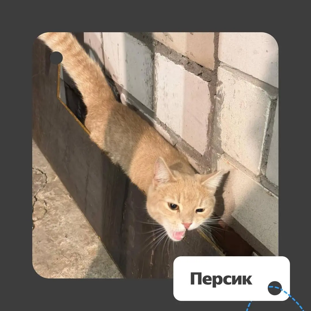 ❔ Спорим, вы тоже отправляете фотки своих питомцев при первой же возможности? Мы — да. У нас для этого целая пятничная традиция есть.
Вот каким кадрам мы умилялись сегодня | Сетка — социальная сеть от hh.ru