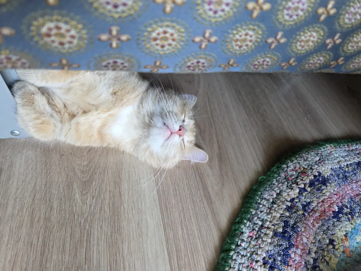 Секрет пятничного котика 🐱 | Сетка — социальная сеть от hh.ru