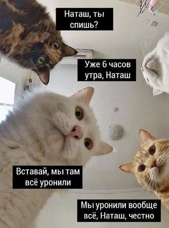 Наташа, вставай, мы опять все уронили 😂
Мне было мало того, что бот просто отвечает на вопросы и следит за расписанием | Сетка — социальная сеть от hh.ru