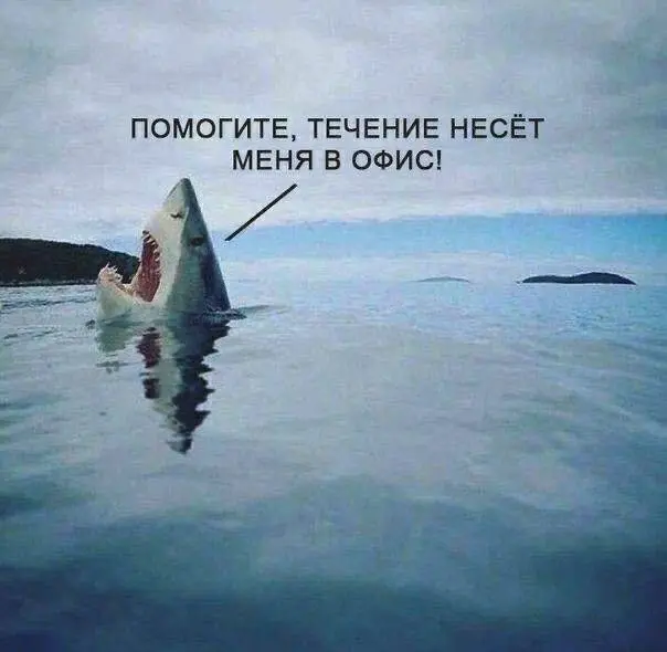 Удаленщик возвращается в офис) Давайте его поддержим 🐤 | Сетка — социальная сеть от hh.ru