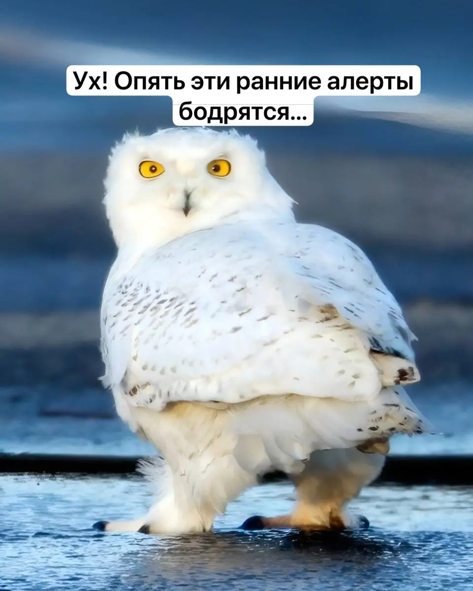 Когда ваш любимый сервис снова пропал из Appstore | Сетка — социальная сеть от hh.ru