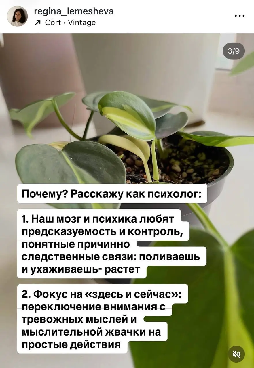 В последние пару месяцев меня накрыла новая волна интереса к одному из своих хобби - растениям | Сетка — социальная сеть от hh.ru