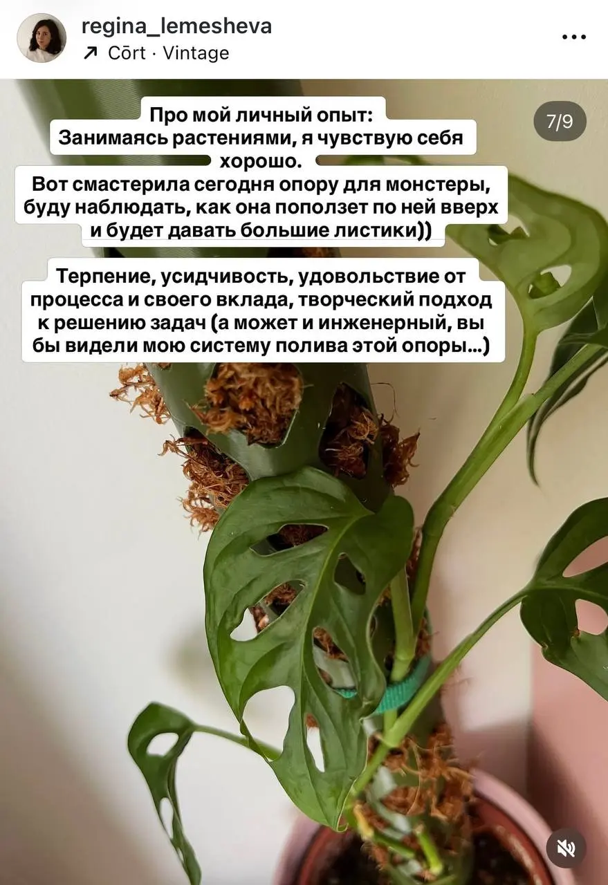 В последние пару месяцев меня накрыла новая волна интереса к одному из своих хобби - растениям | Сетка — социальная сеть от hh.ru