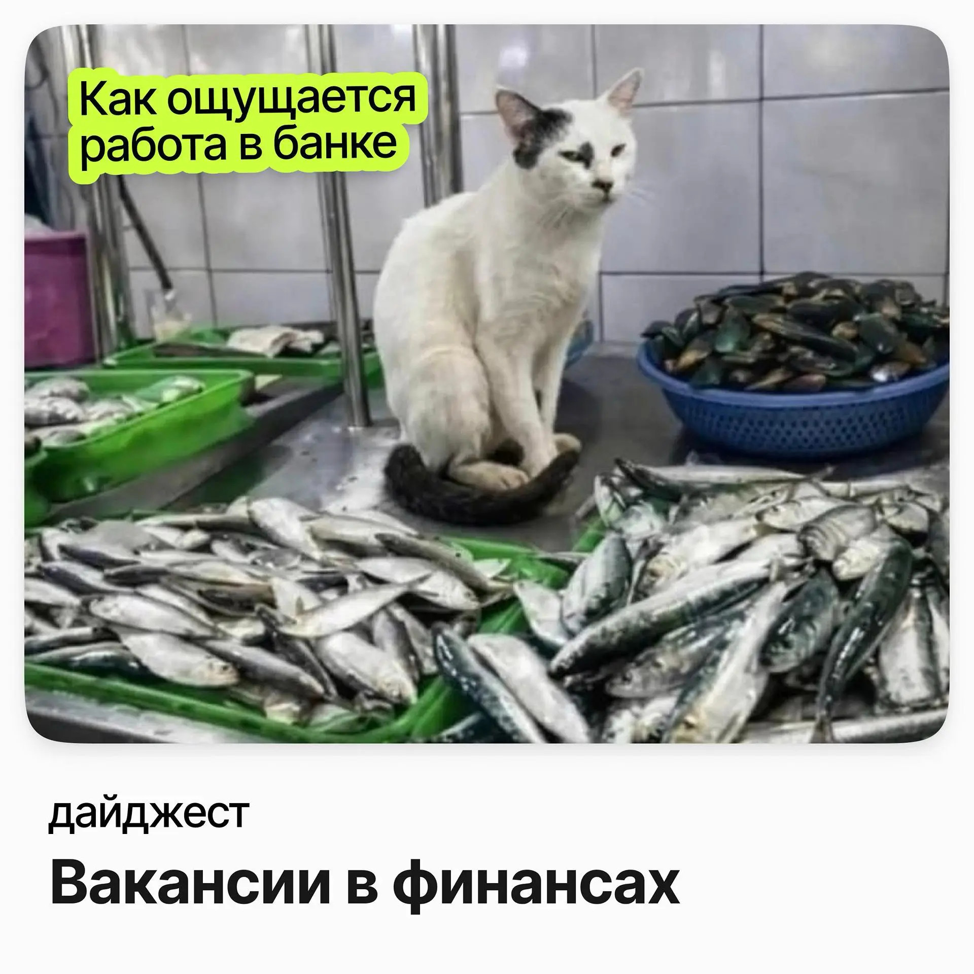 💼💼💼Вакансии в финансах — открытые сейчас
Финансовый контролер / KAZ Minerals Russia
Зарплата: от 179 000 ₽ /на руки
Подробнее
Директор кредитного анализа / Совкомбанк
Зарплата: от 155 000 ₽ /на руки
П... | Сетка — социальная сеть от hh.ru