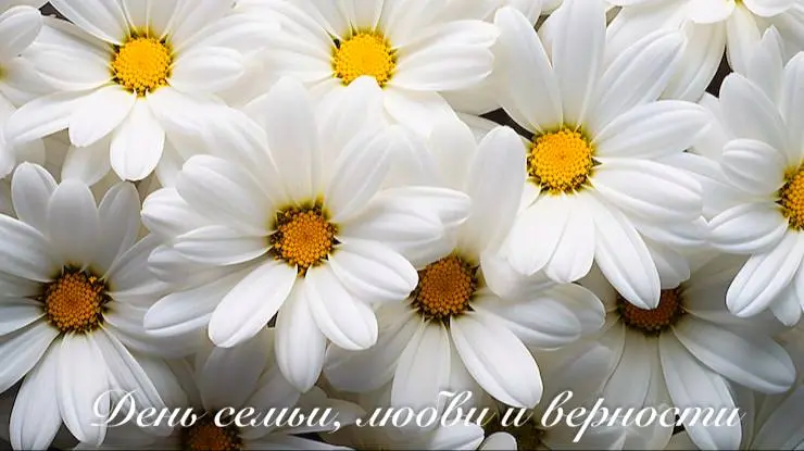 Ромашки, верность и одно сердце на двоих: история самой главной любви 🌼
У этого простого полевого цветка есть удивительная сила | Сетка — социальная сеть от hh.ru