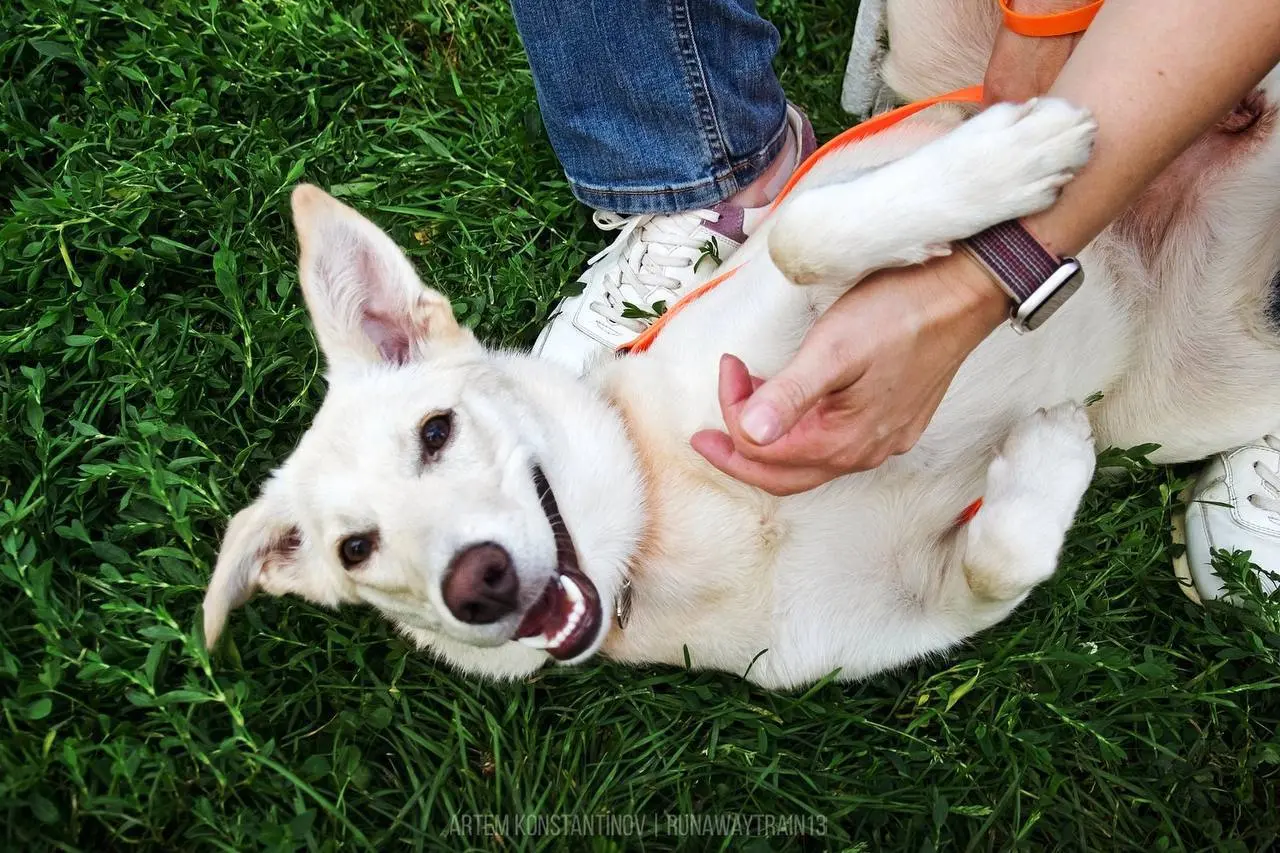 🐶Dog-friendly фестиваль «Собаки, друзья и человеки!»
12 июля 13:00-17:00
В рамках фестиваля пройдут обучения от кинологов и лекции от ветеринаров, мастер-классы для хвостиков и даже шоу летающих собак | Сетка — социальная сеть от hh.ru