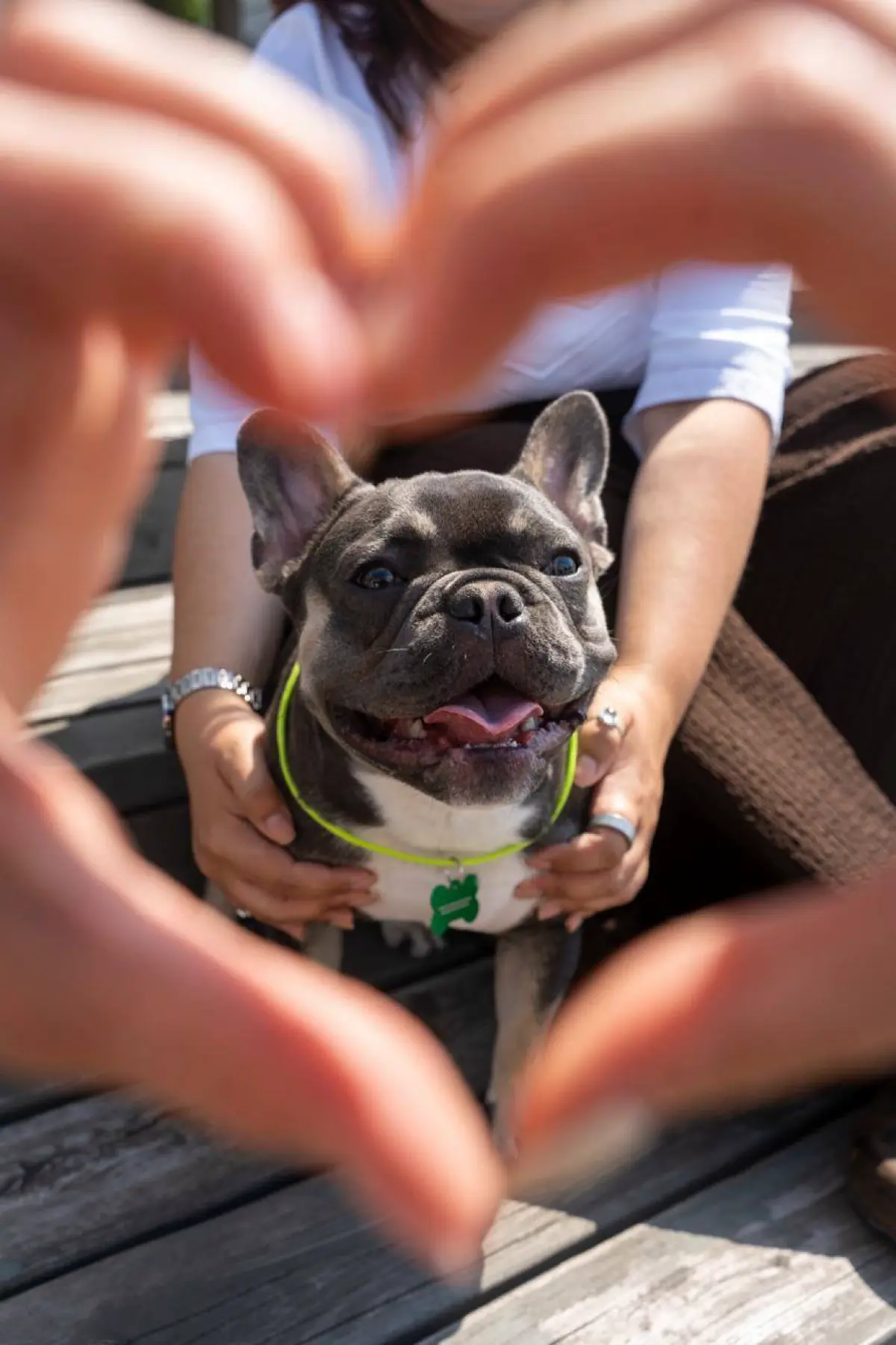 Команда Сбера в честь Международного дня собак, создала для питомцев сотрудников зелёные «бейджи» с серьёзными должностями: директор по гав-гав, тестировщик вкусняшек, заведующий лежанкой, лид по заку... | Сетка — социальная сеть от hh.ru