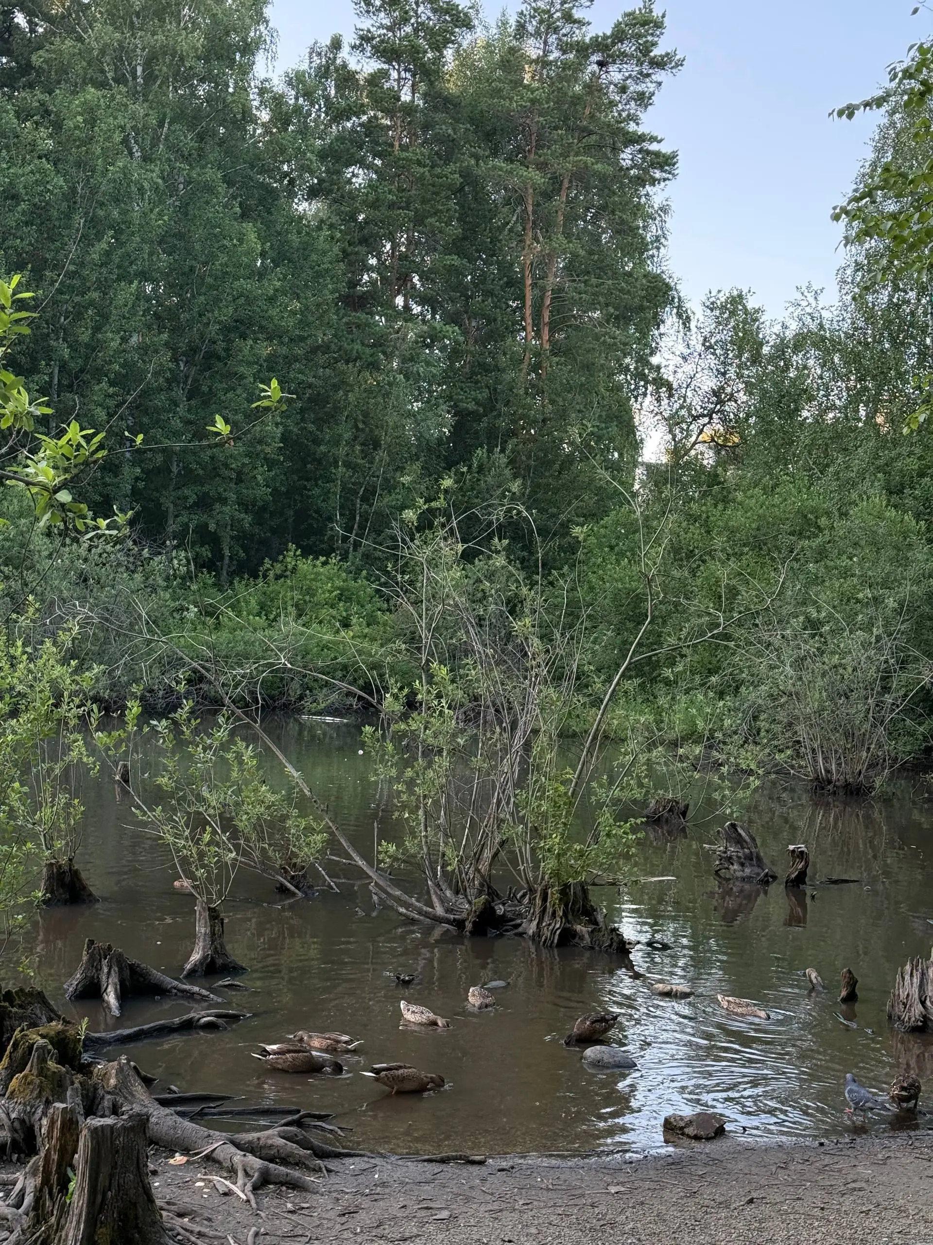 Атмосфера Академгородка — как отдельный вид медитации. Посмотрите какая милота 🫂
Завтра буду рад увидеться со всеми на Локальном коде 🫱🏻‍🫲🏼 | Сетка — социальная сеть от hh.ru