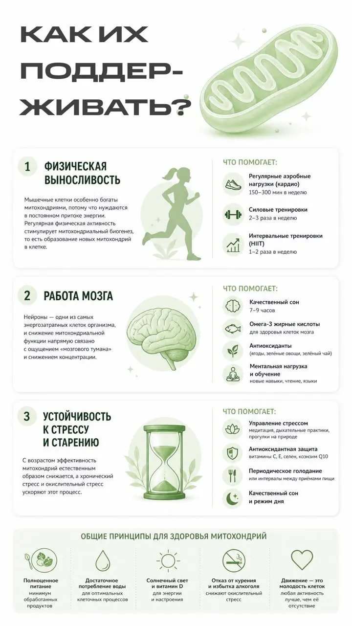 Почему после полноценного сна и отсутствия видимого стресса сил всё равно не хватает?
Причина часто скрывается не на уровне образа жизни, а на уровне клетки | Сетка — социальная сеть от hh.ru