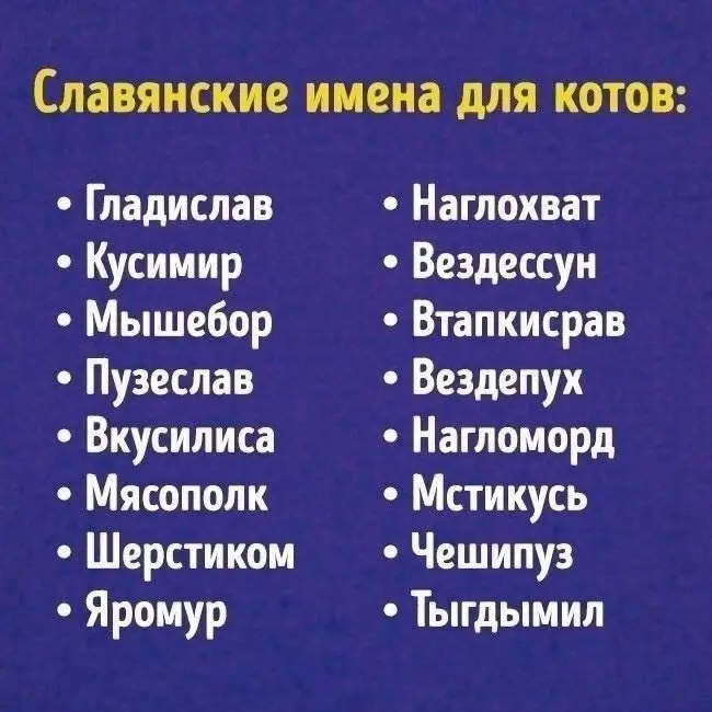 Говорят, опытные SMM специалисты, что котики заходят лучше всего, чтобы набрать лайки и подписчиков 🙀пробую
Как бы звали вашего реального кота по исконно русски🐱 | Сетка — социальная сеть от hh.ru