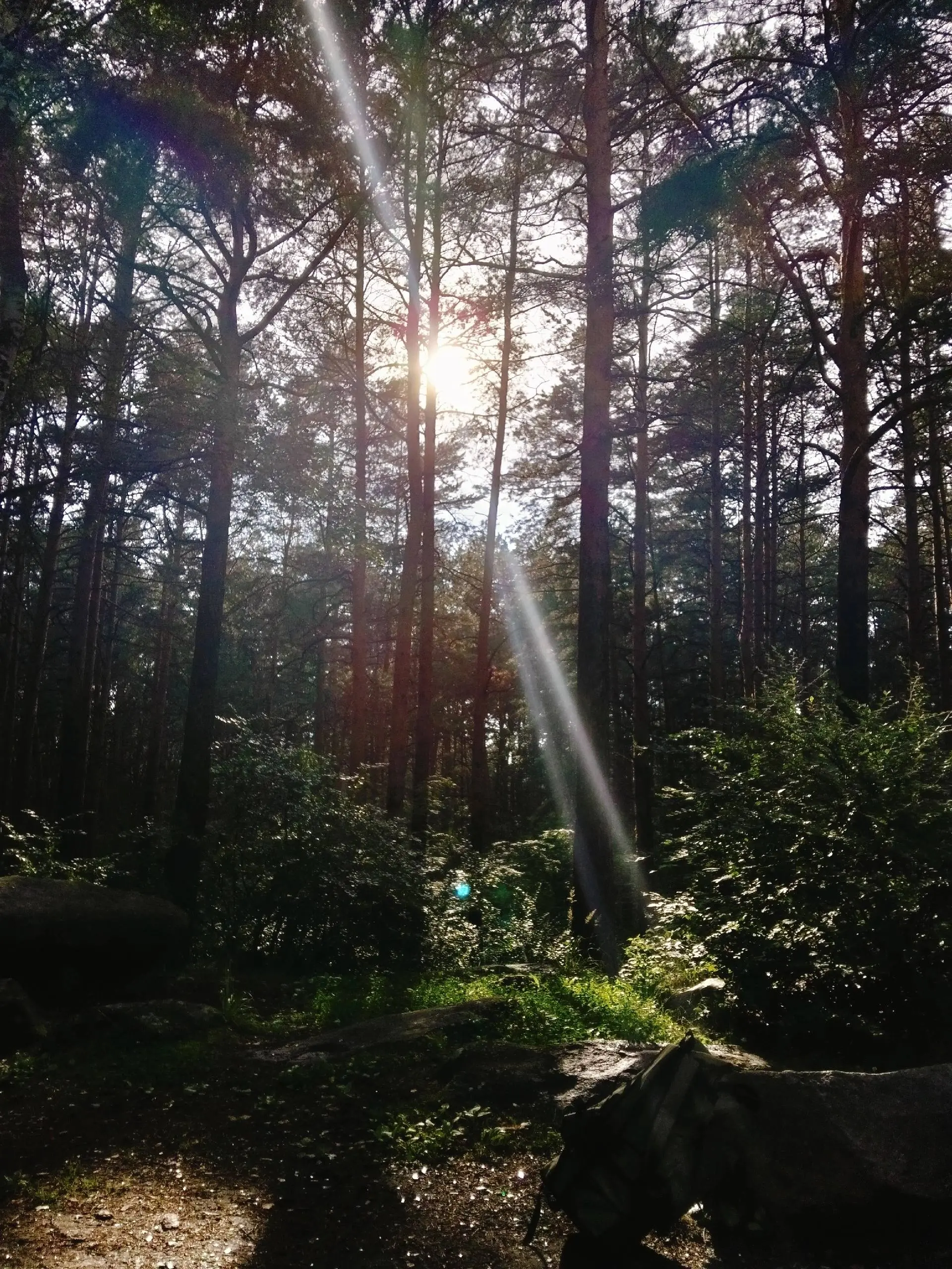 Лето на озере Шарташ. 🌞Самое время для прогулок и лёгких походов 💯. | Сетка — социальная сеть от hh.ru