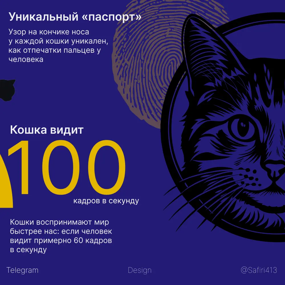 5 день инфографика про кошечек | Сетка — социальная сеть от hh.ru