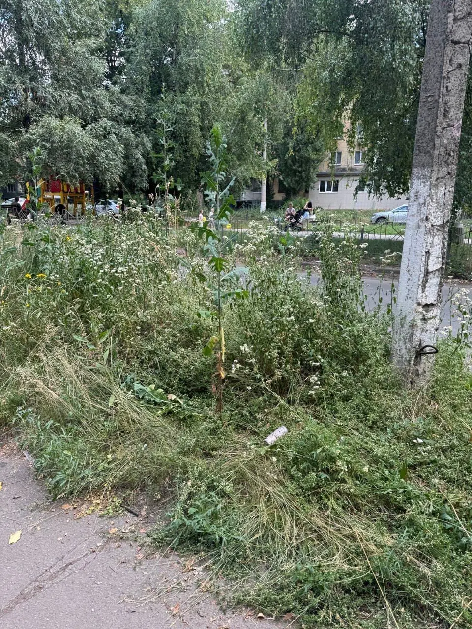 Макеевка,ДАКИ
Когда уже приедут индийские рабочие?
Трава под два метра | Сетка — социальная сеть от hh.ru