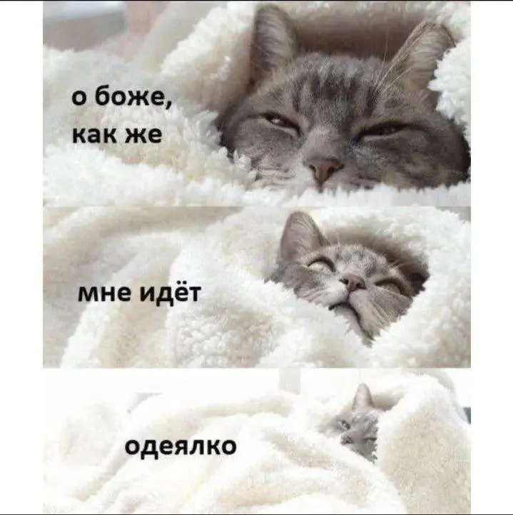 #cats #morning | Сетка — социальная сеть от hh.ru