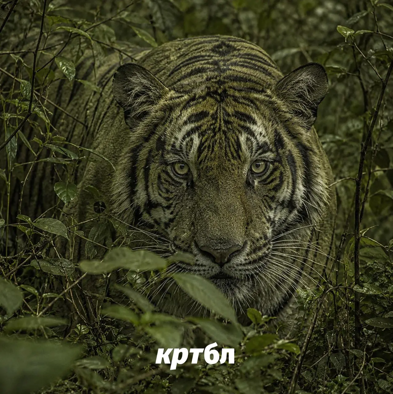 Тигру не нужно нравиться человеку. Ему нужно спрятаться от оленя
#брендингобл
Для человека тигр выглядит почти вызывающе: оранжевая шерсть, чёрные полосы, огромный силуэт посреди зелёных джунглей | Сетка — социальная сеть от hh.ru