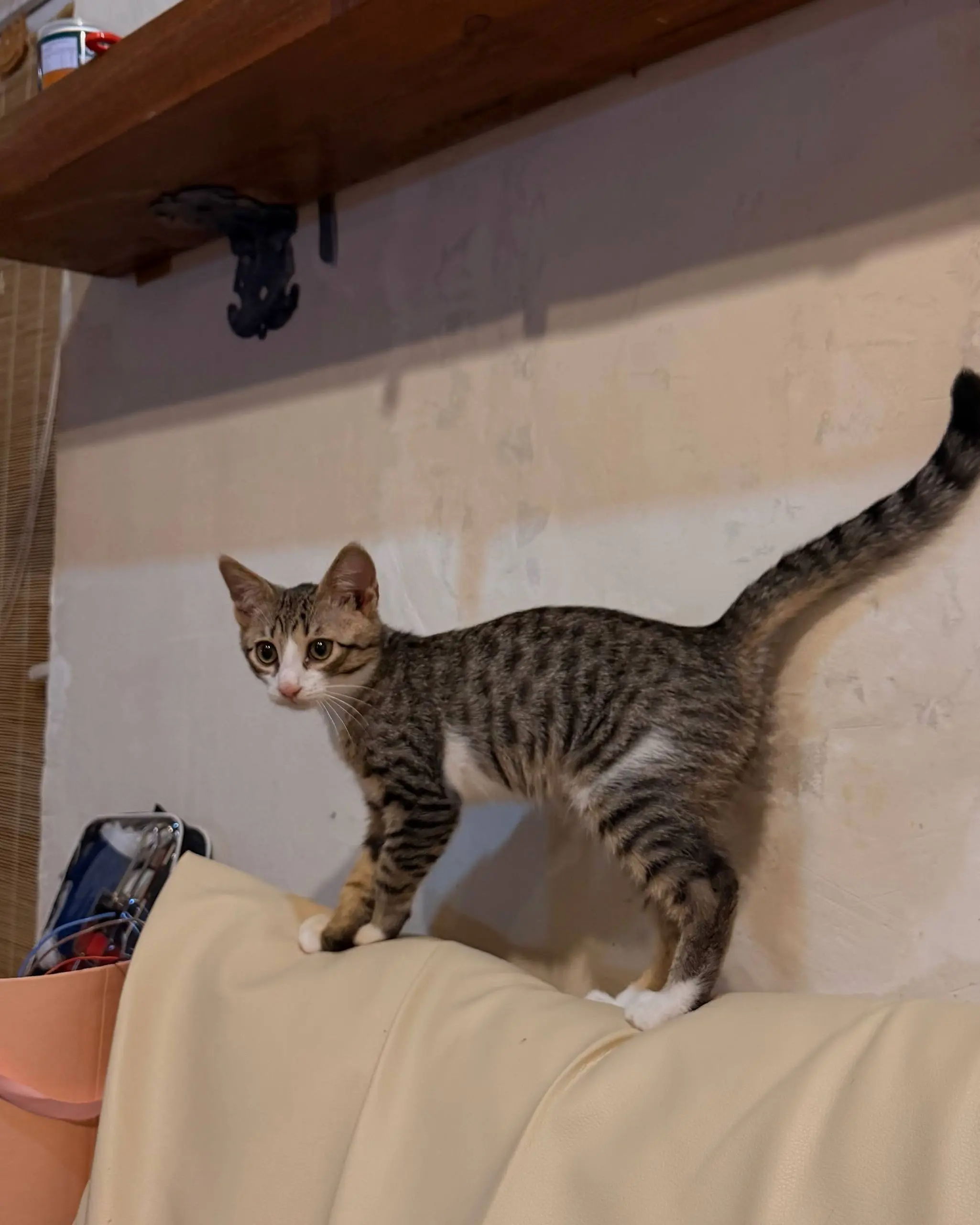 Про кота
Я мечтала завести кота лет с 3-х (со стольки лет я в целом хоть немного себя помню).
И всё это время существовала целая вереница возражений, из-за которых кота было завести нельзя | Сетка — социальная сеть от hh.ru