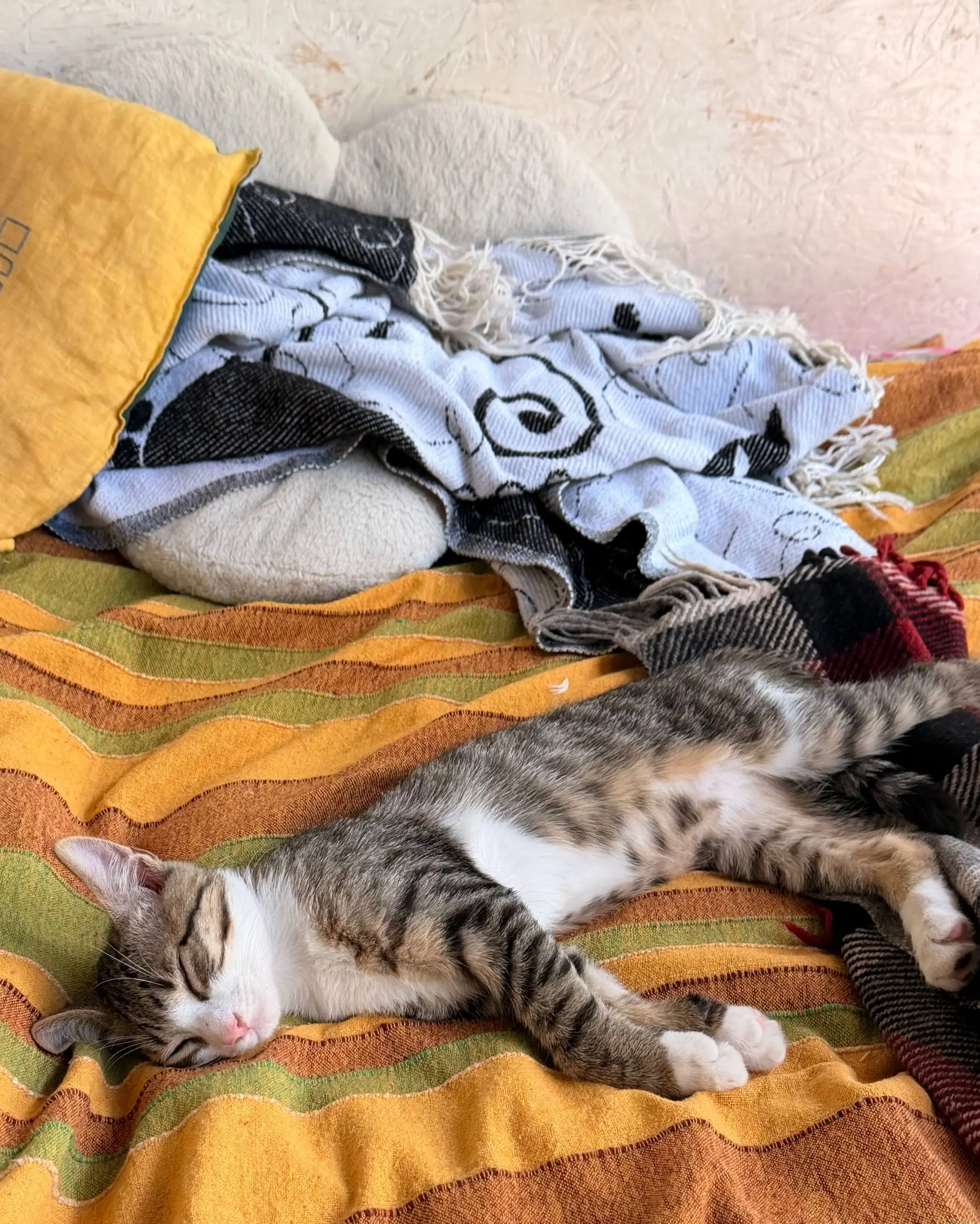 Про кота
Я мечтала завести кота лет с 3-х (со стольки лет я в целом хоть немного себя помню).
И всё это время существовала целая вереница возражений, из-за которых кота было завести нельзя | Сетка — социальная сеть от hh.ru