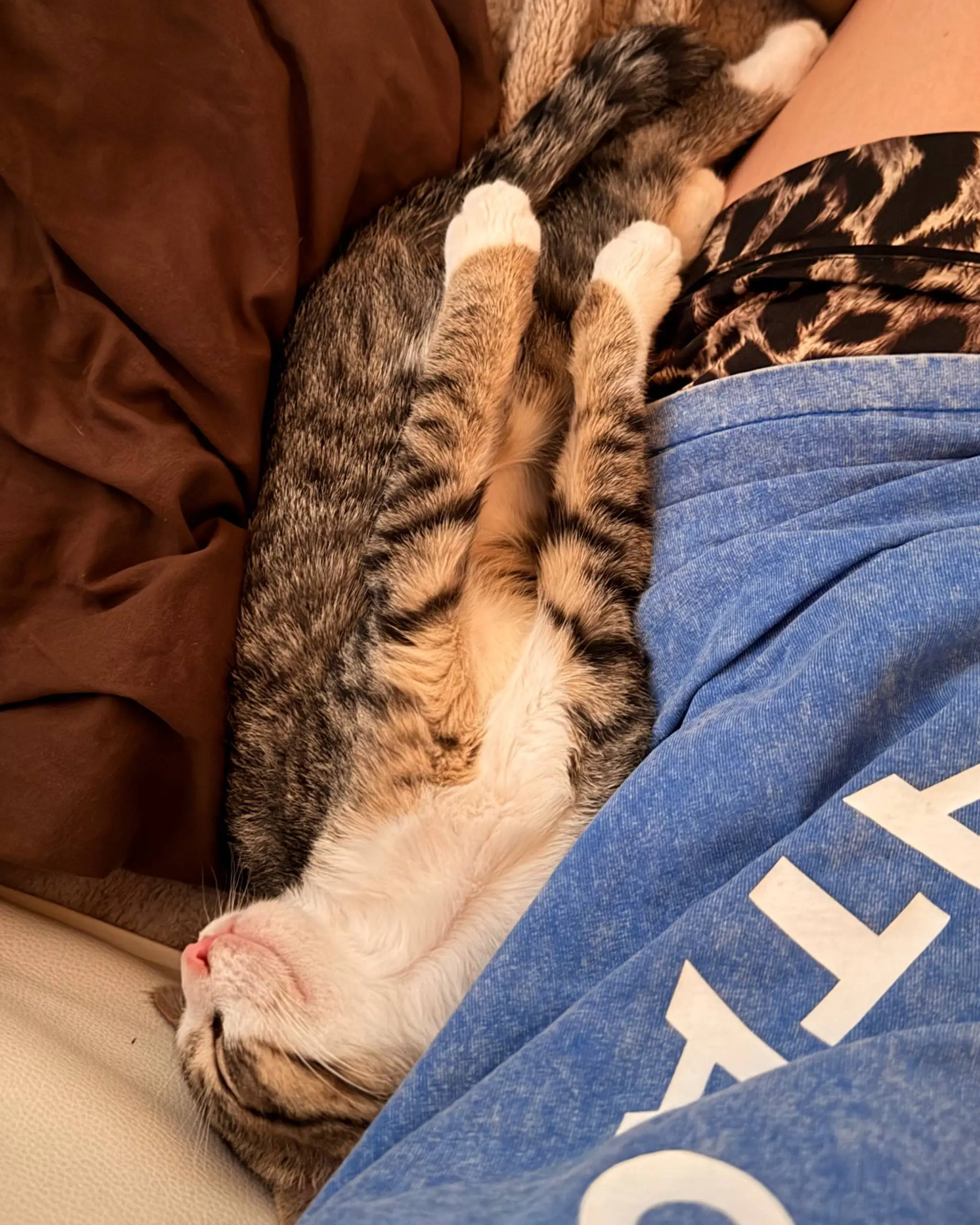 Про кота
Я мечтала завести кота лет с 3-х (со стольки лет я в целом хоть немного себя помню).
И всё это время существовала целая вереница возражений, из-за которых кота было завести нельзя | Сетка — социальная сеть от hh.ru